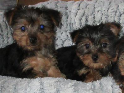Yorkshire Terrier puppies in Carlow